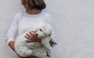 Giv din hund fri adgang til dit udendørsareal